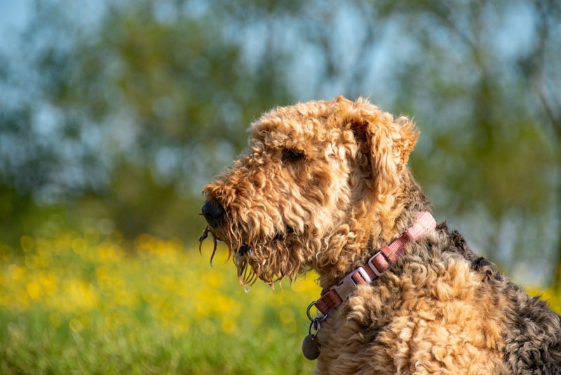 airedale terrier outdoor