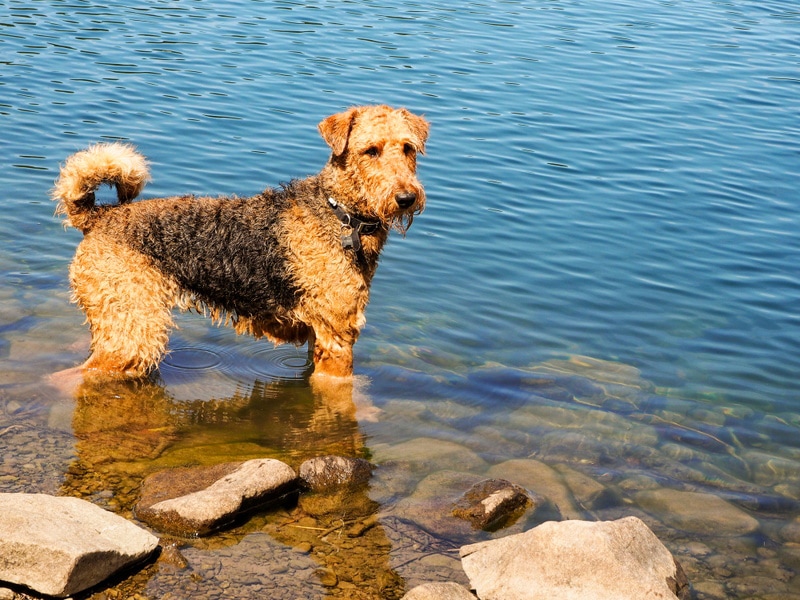 airedale terrier standing in the water