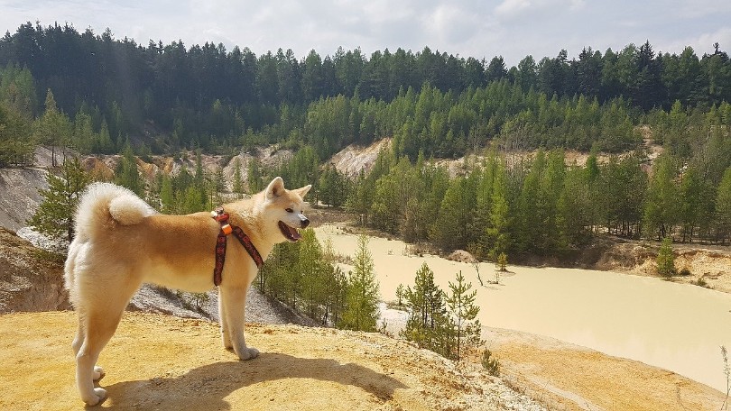 akita dog at the mountain