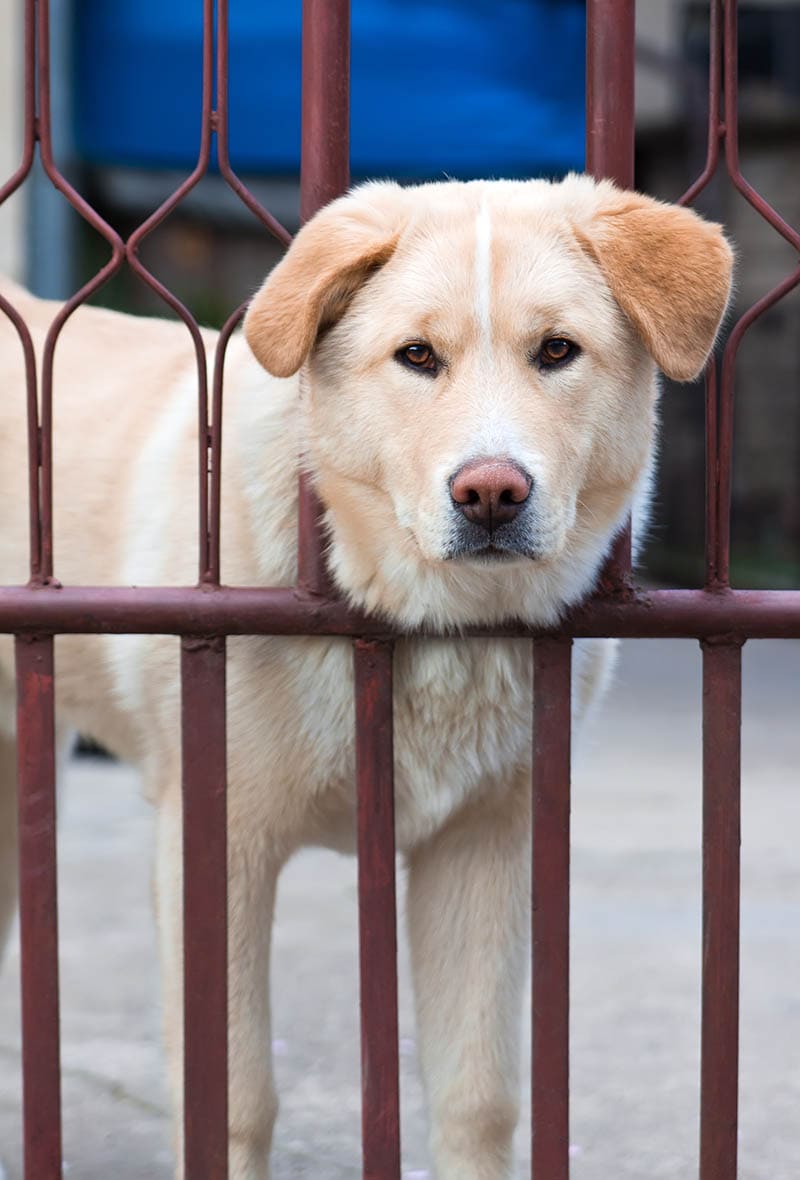 akita golden retriever mix dog looking through the fence