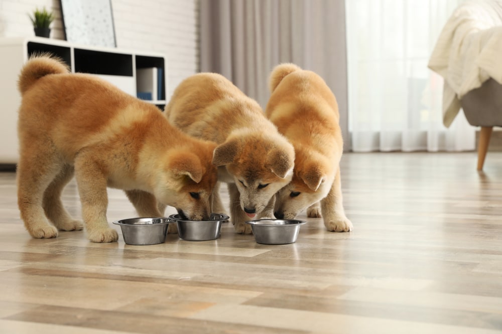 Akita Inu puppies eating from bowls