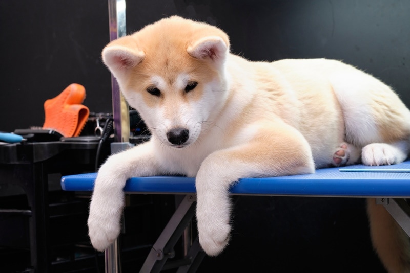 akita inu puppy in grooming table