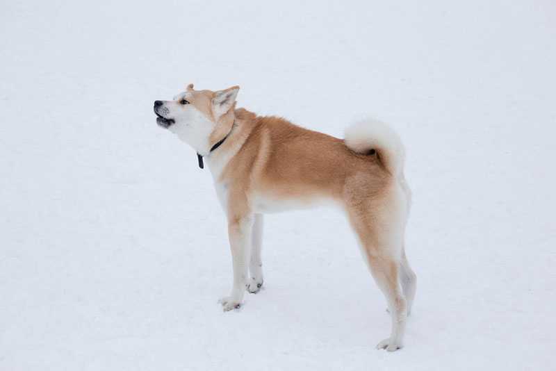 akita inu puppy is barking in the winter park
