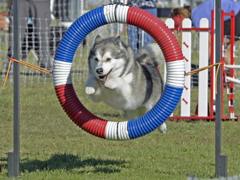 alaskan malamute dog jumping through hoop