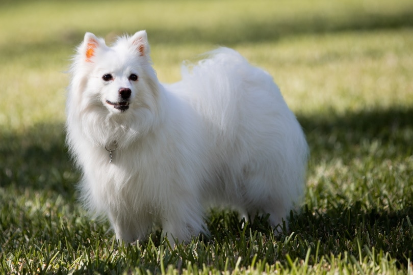american Eskimo dog_Scarlett Images_Shutterstock