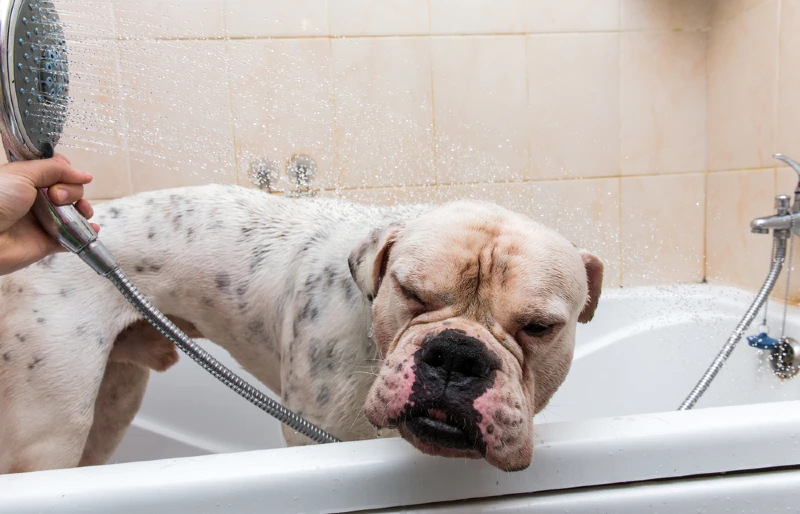 american bulldog being given a bath