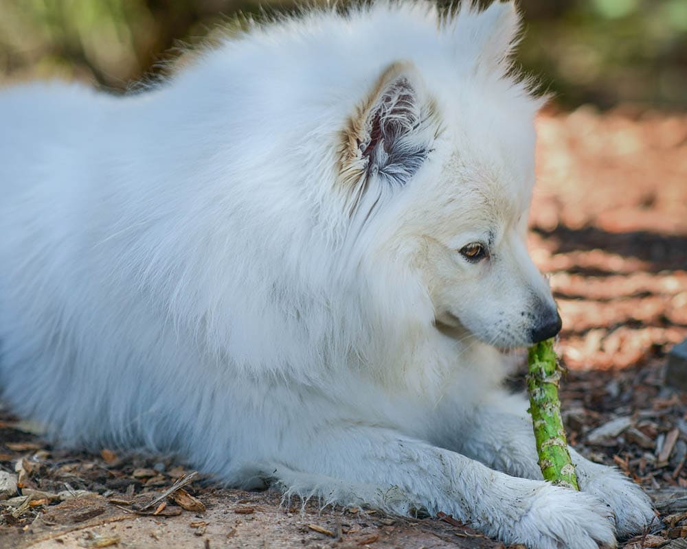 american eskimo puppy chewing a stick