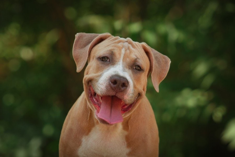 Are Pitbulls Good Family Dogs? Breed Facts & FAQs – Dogster