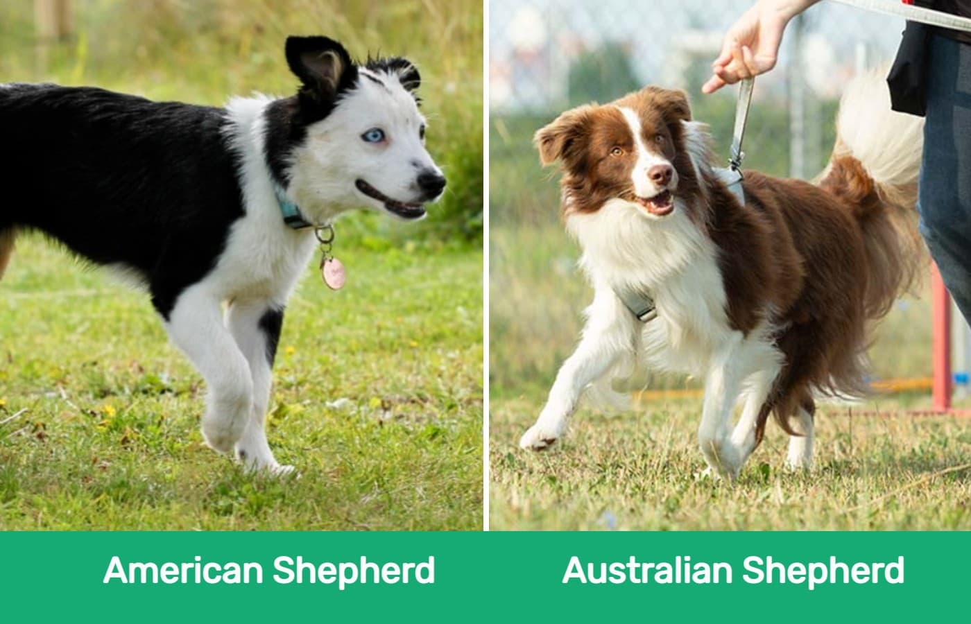 American vs Australian Shepherd