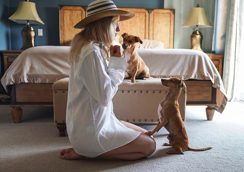 an adult woman with hat playing with her dogs in the bedroom