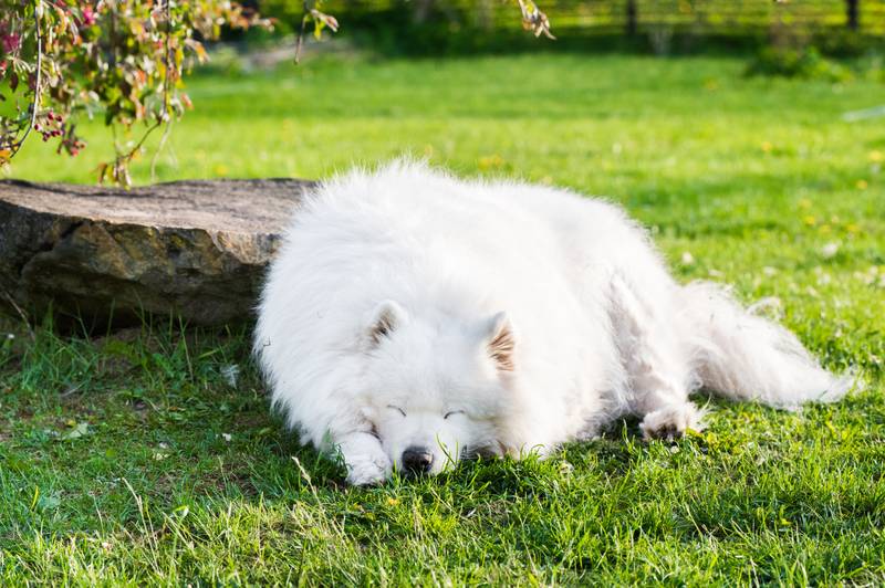 an old samoyed dog lying sleeping outside on grass