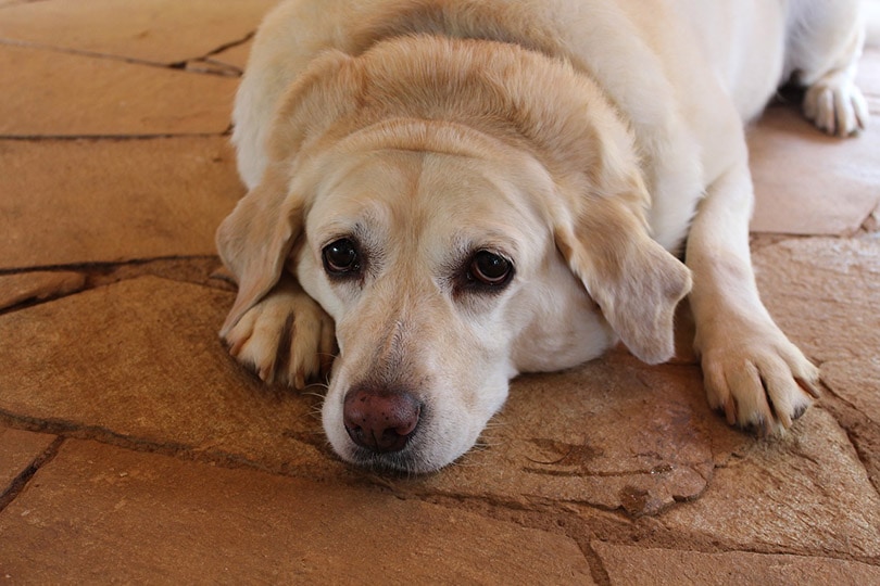 an overweight dog lying on the ground