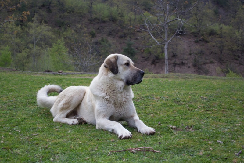 anatolianshepherd dog in the grass