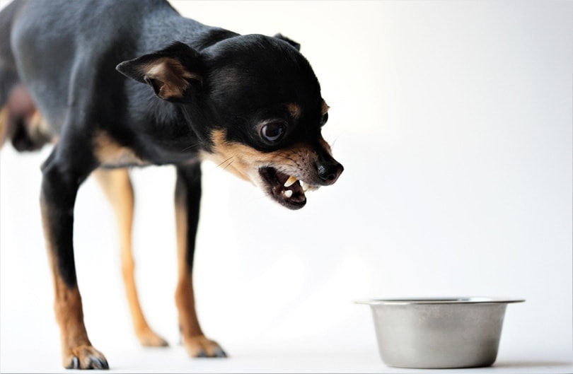 angry dog protecting food plate dog growling by steel plate
