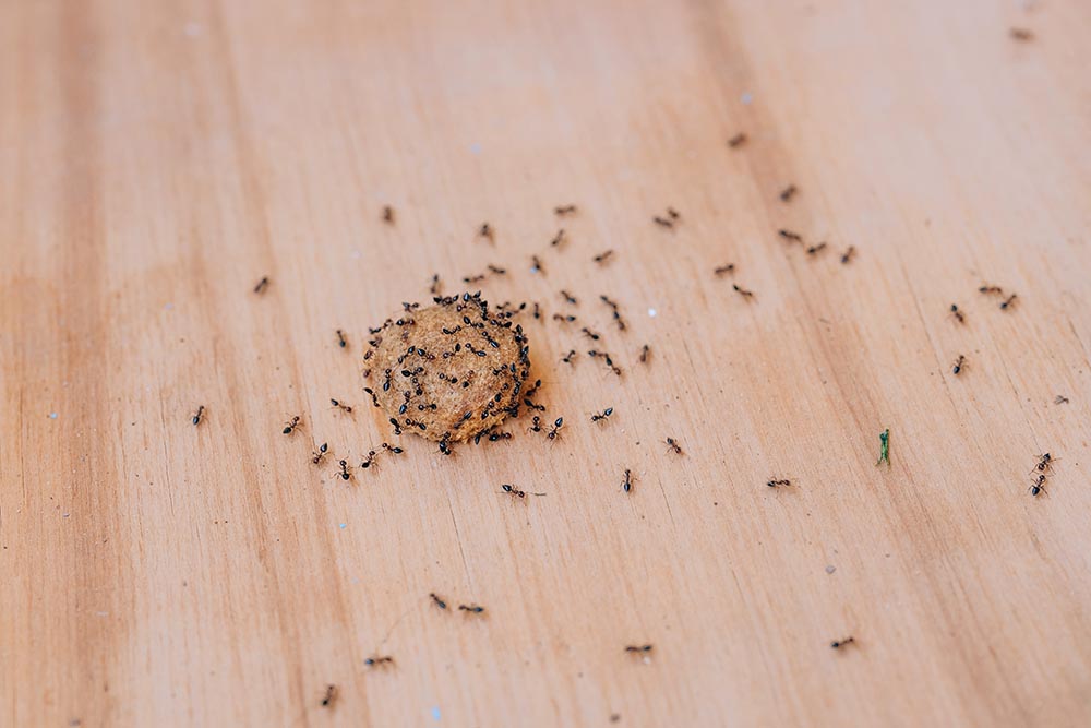 ants on dry kibble