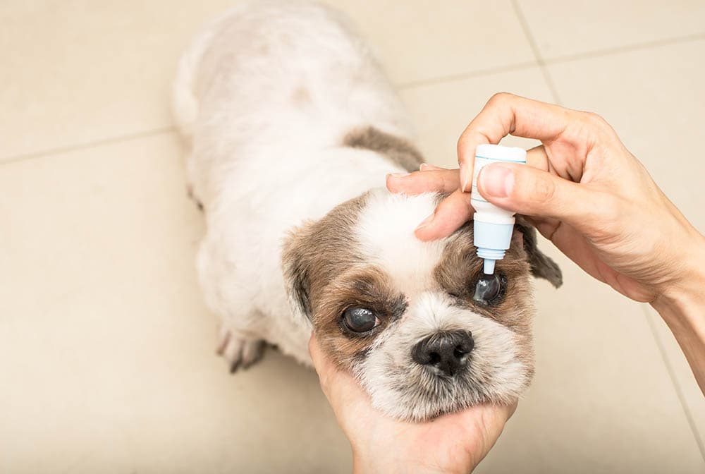 applying eye drops to an old dog