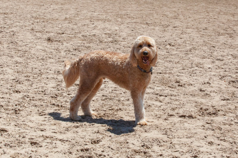 apricot goldendoodle dog standing on the sand at the beach