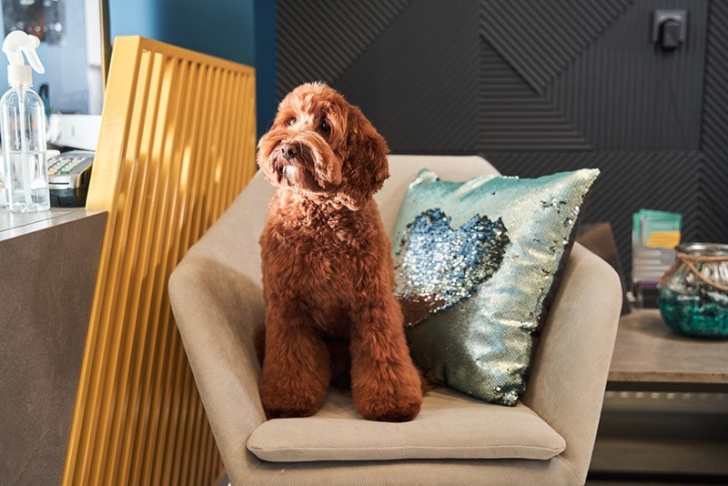 apricot labradoodle dog sitting on cozy chair