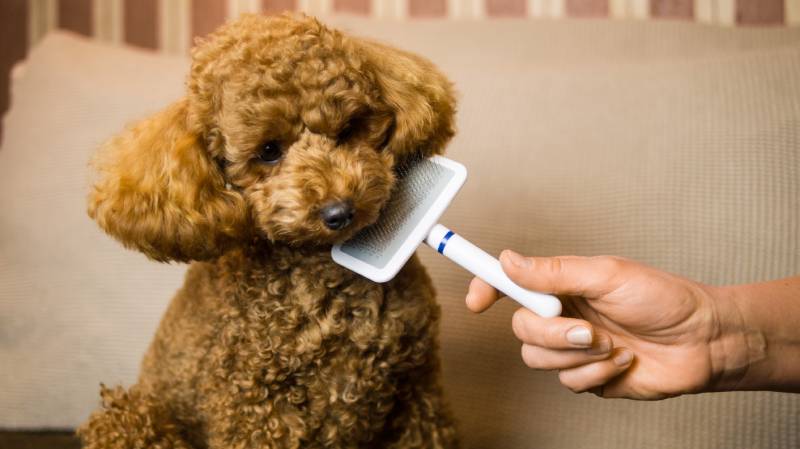 apricot poodle puppy pampering grooming with hairbrush at home