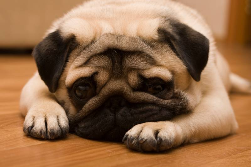 apricot pug dog resting on the floor