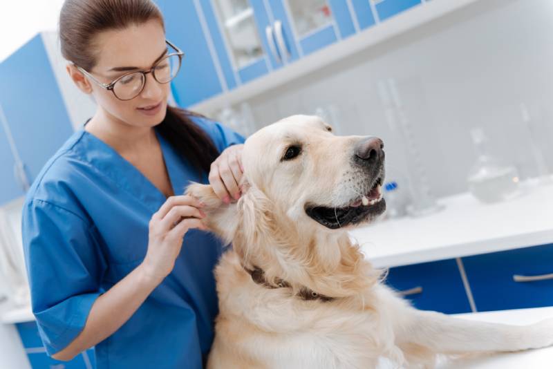 attentive vet massaging the dog's ear