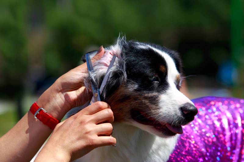 australian sheperd dog being groomed by owner