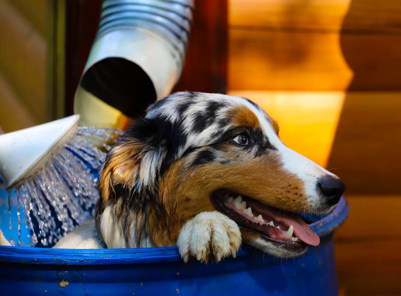 australian sheperd dog taking a bath in a blue container