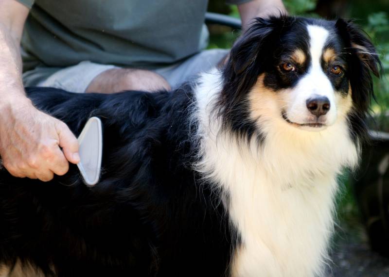 australian shepherd dog gets brushed by owner