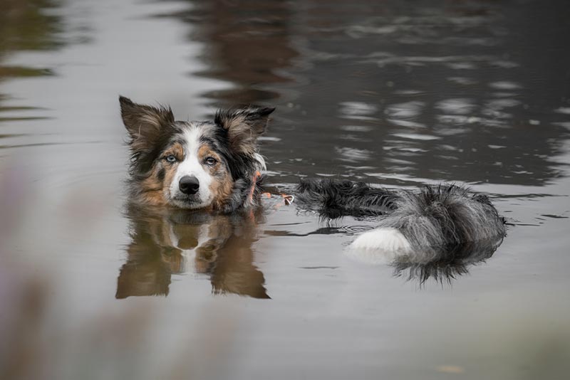 australian shepherd dog swimming in a river