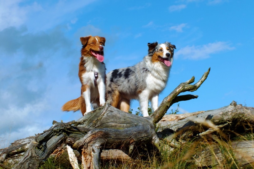 australian shepherd dogs on log
