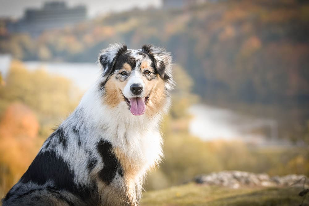 Tri-Colored Australian Shepherd: Facts, Origin, Pictures & History – Dogster