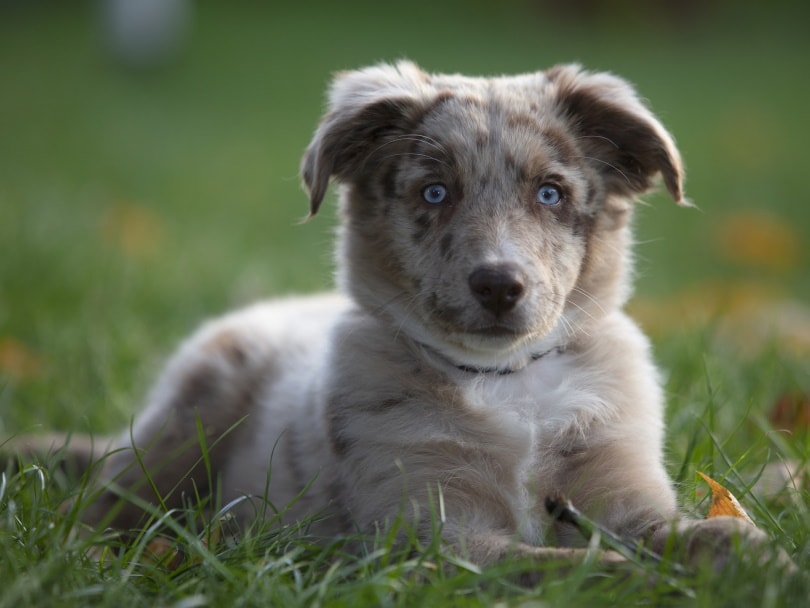 australian shepherd puppy_Wolfgang_Pixabay