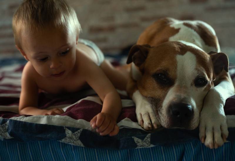 baby and pitbull dog in bed