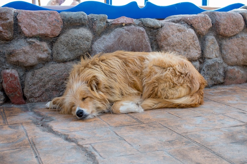 Why Is My Dog Sleeping More Than Usual? VetApproved Facts and When to