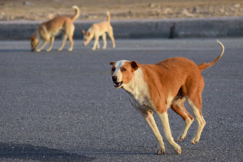 baladi stray dog chases a car