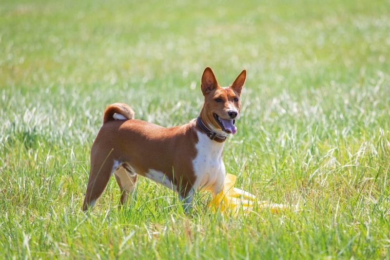 basenji dog on the grass