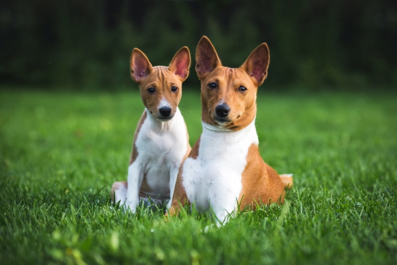 Basenji vs. Shiba Inu: Differences Explained (With Pictures) – Dogster