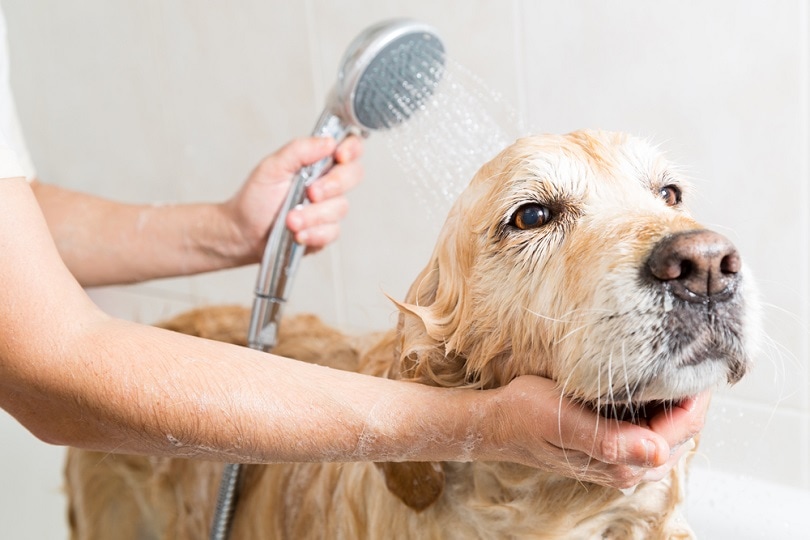 bath-foam-to-a-Golden-Retriever-dog