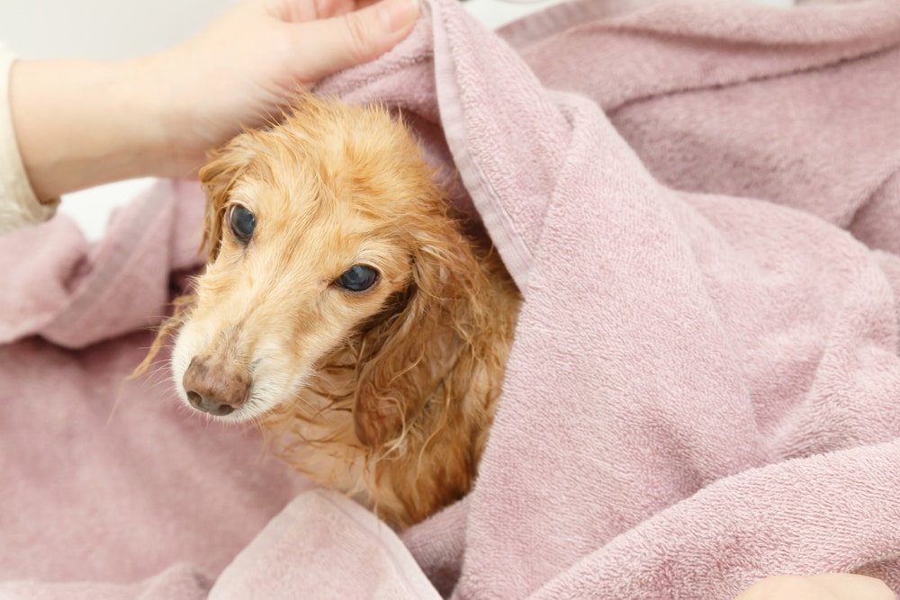bathing a long-haired dachshund