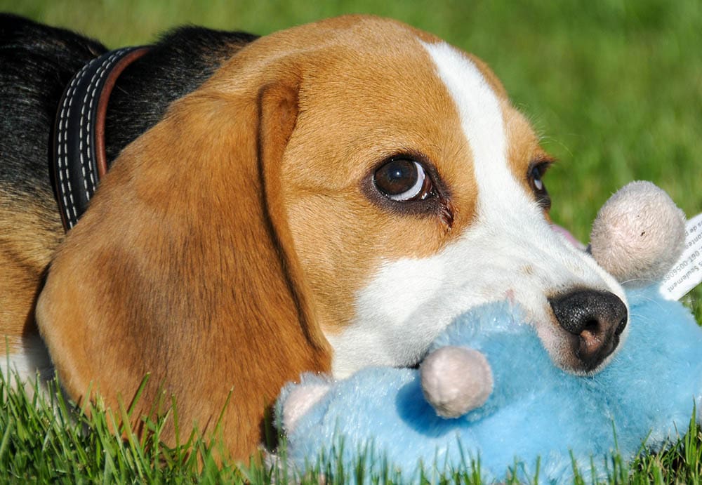 beagle chewing a toy