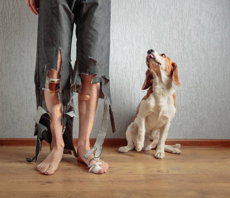 beagle dog and his owner in torn pants and bandaged feet