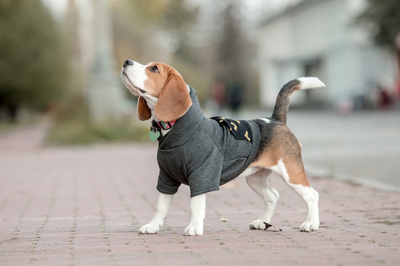 beagle dog in a hoodie