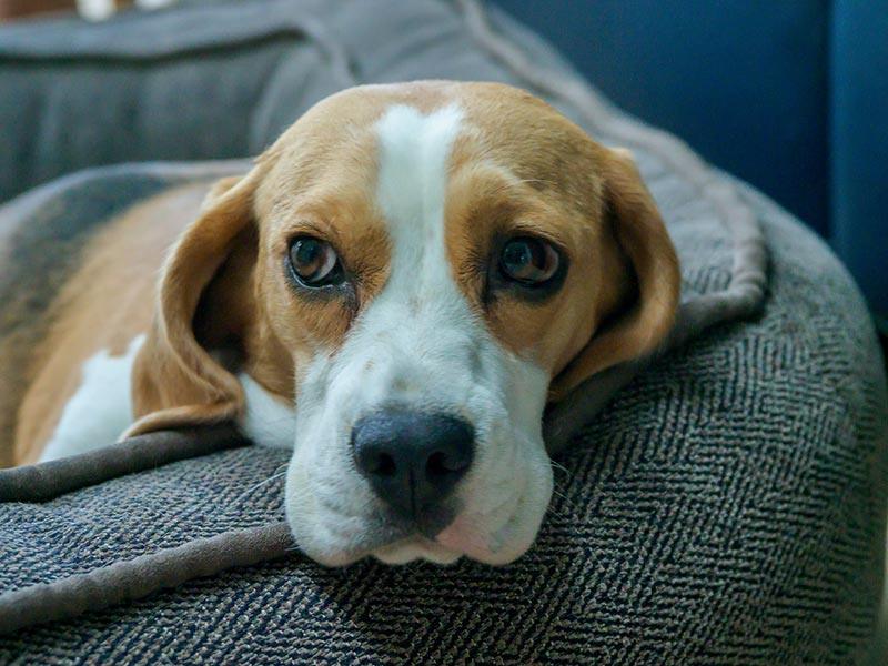 beagle dog lying on the couch