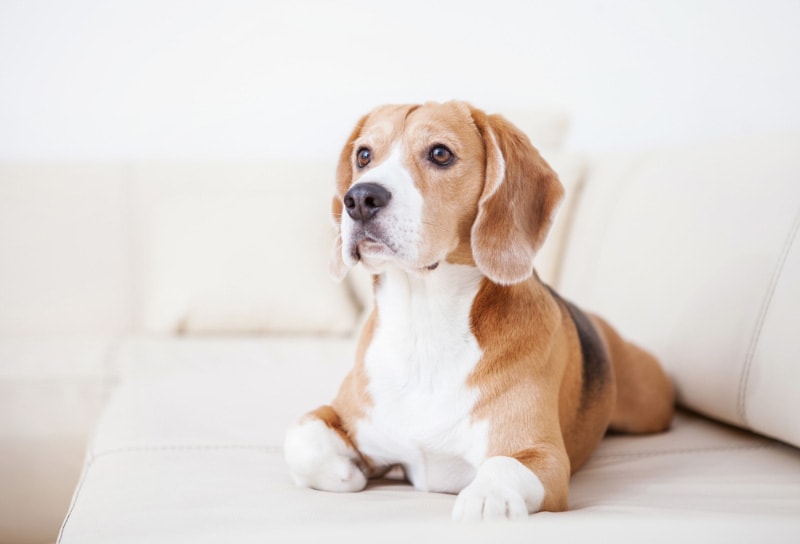 beagle dog lying on white sofa in a hotel room