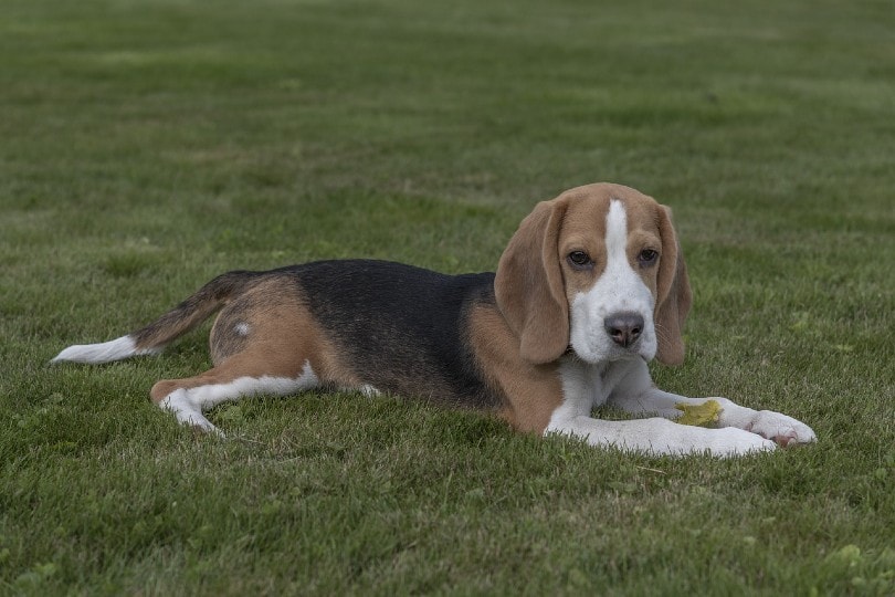 beagle dog lying outside on grass