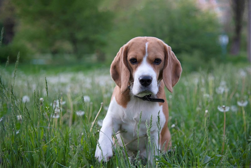 beagle dog sitting on grass and raising its paw