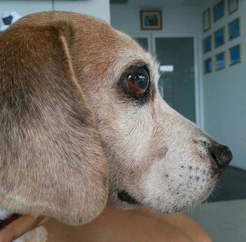 beagle dog with iris atrophy