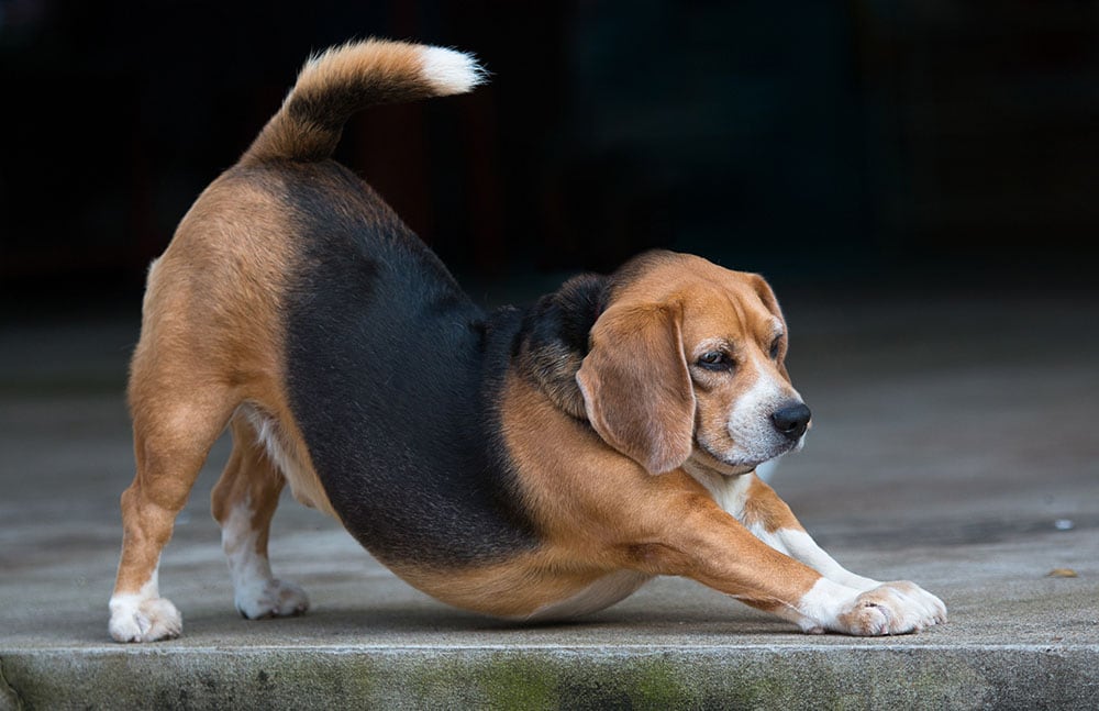 beagle in downward position