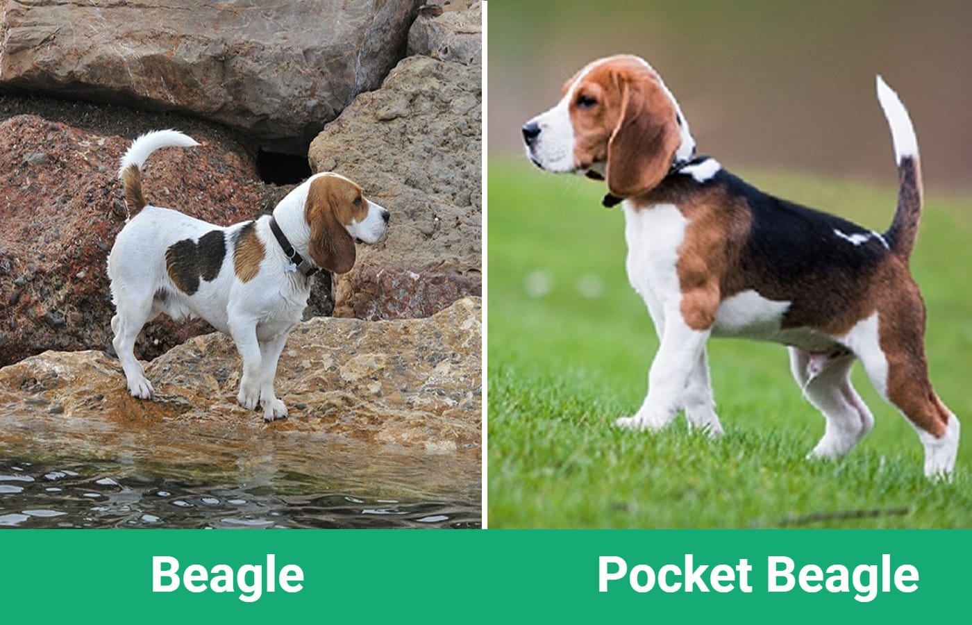 beagle pocket beagle sidebyside