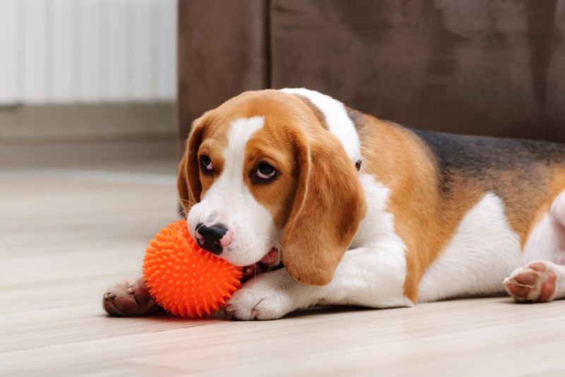 beagle puppy chewing squeaky toy